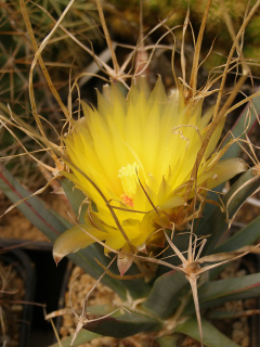 Leuchtenbergia principis 7.jpg
