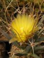 Leuchtenbergia principis 7.jpg