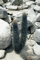 Cleistocactus xylorhizus