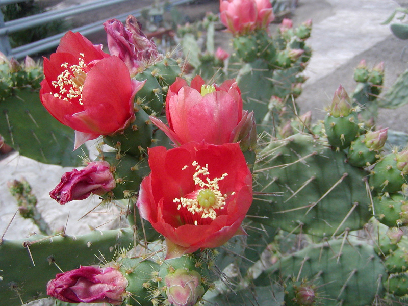 Файл:Opuntia bergeriana 1.jpg