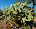 Opuntia pilifera 31.JPG