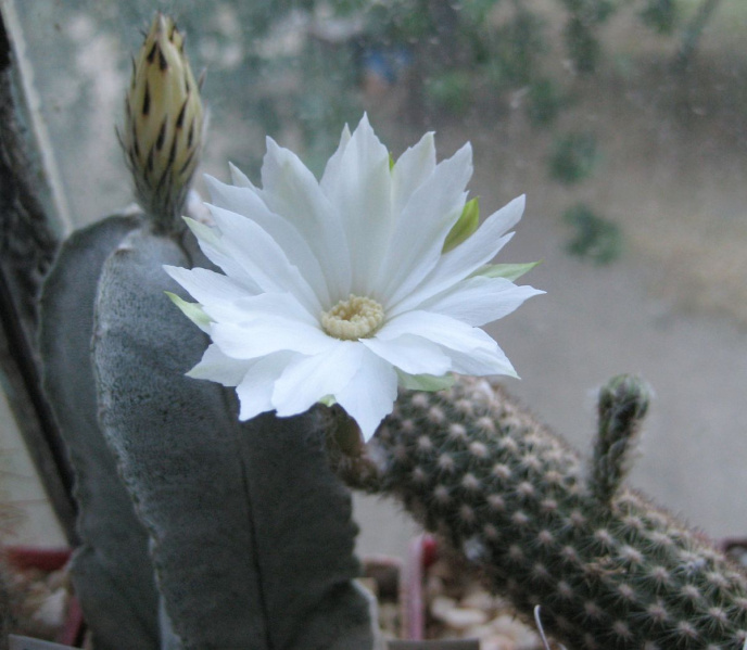 Файл:Pygmaeocereus byleisianus.jpg