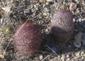 Sclerocactus erectocentrus