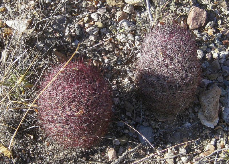 Файл:Sclerocactus erectocentrus 2.jpg