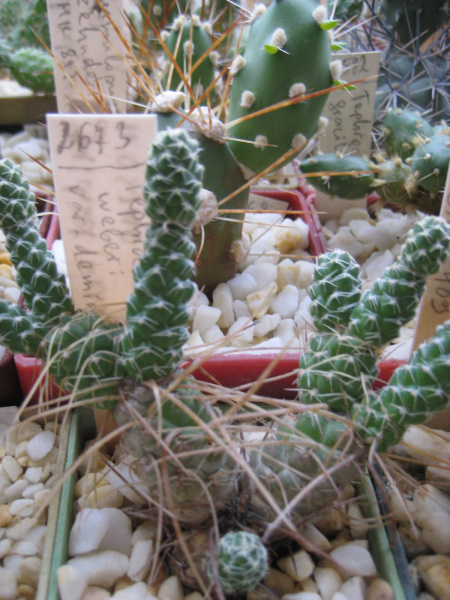 Файл:Tephrocactus weberi var.deminuta.jpg