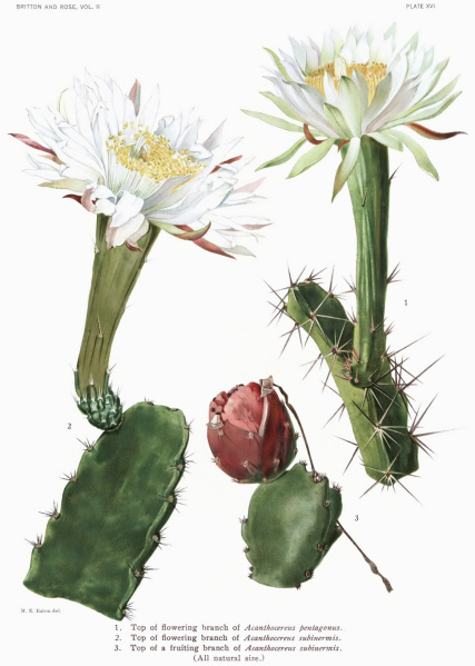 Файл:Acanthocereus tetragonus 11.jpg