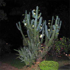 Cereus jamacaru ssp. jamacaru 0.jpg