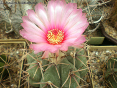 Echinocactus horizonthalonius 2 - Andromir Popov.jpg