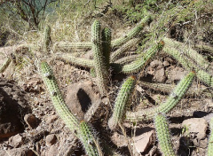 Echinopsis thelegona.JPG