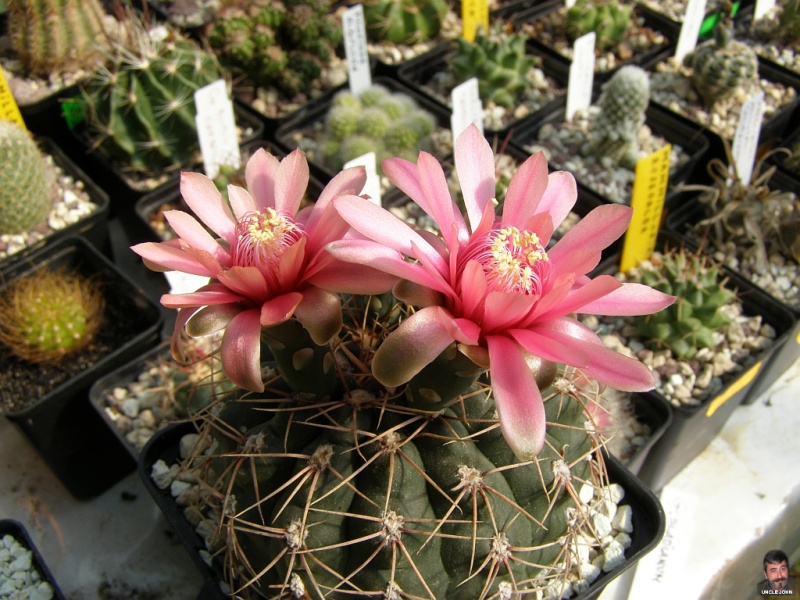 Файл:Gymnocalycium baldianum.jpg