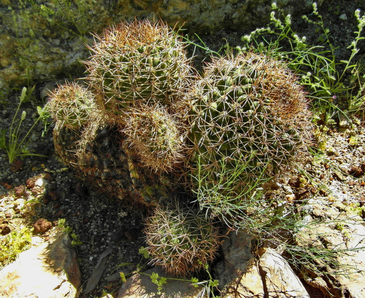 Файл:Gymnocalycium saglionis 4.jpg