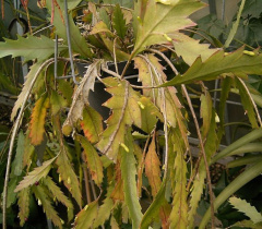 Lepismium houlletianum - wikipedia.jpg