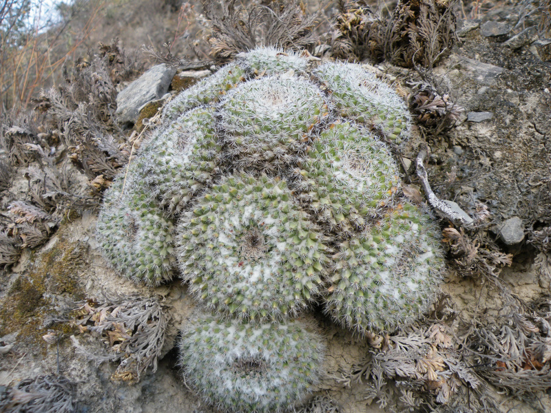 Файл:Mammillaria hahniana var. bravoae.jpg