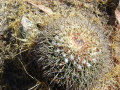 Mammillaria petterssonii 0.jpg