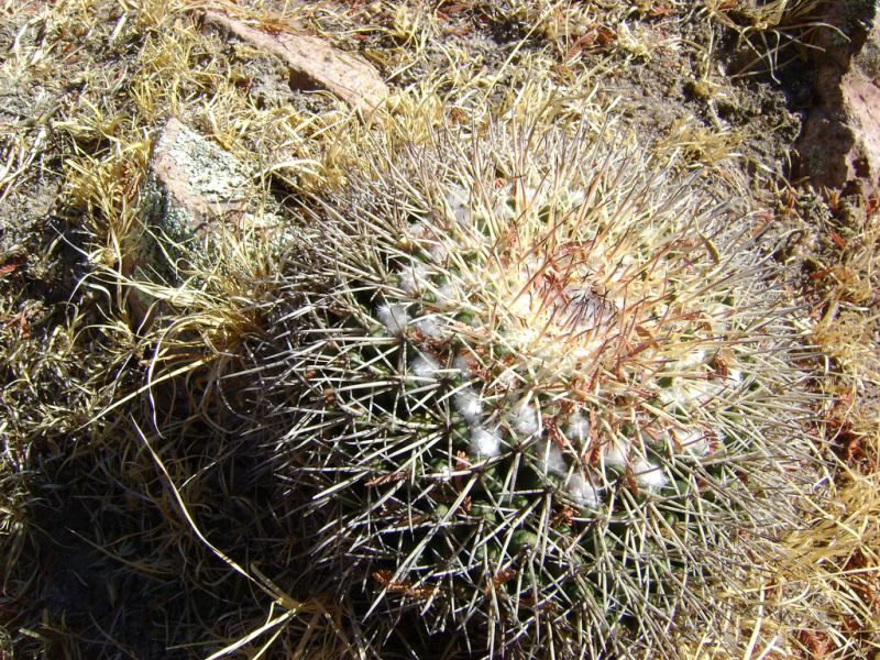 Файл:Mammillaria petterssonii 0.jpg