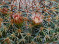 Mammillaria wiesingeri 897.jpg