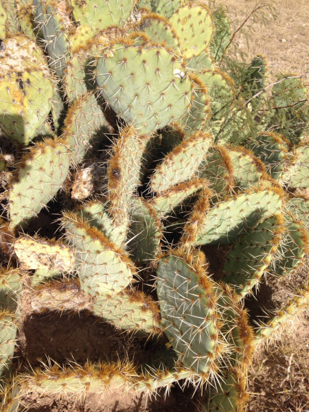 Файл:Opuntia aciculata 58h.jpg