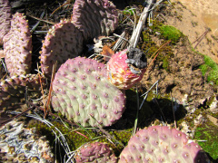 Opuntia aurea 1.jpg
