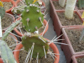 Opuntia bispinosa 1.jpg