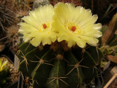 Parodia erinacea.jpg