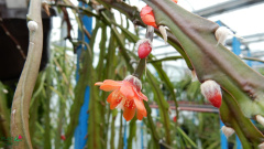 Pfeiffera asuntapatensis 1.jpg