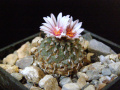 Turbinicarpus schmiedickeanus ssp. andersonii