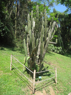 Cereus fernambucensis ssp. fernambucensis.jpg