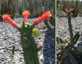 Cleistocactus fieldianus spp. fieldianus