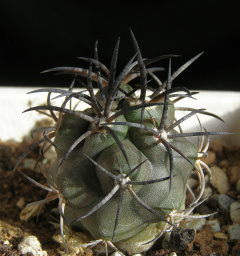 Copiapoa schulziana.jpg