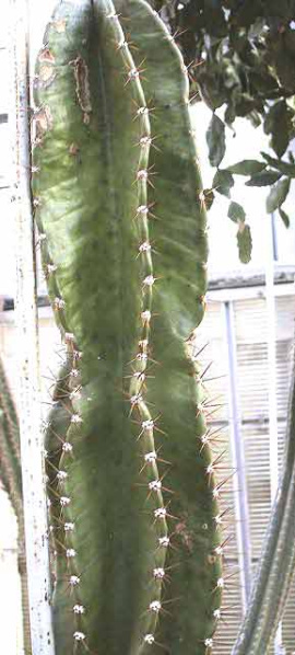 Файл:Dendrocereus undulosus.jpg