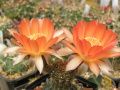 Echinopsis haematantha var. rebutioides