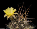 Echinopsis pugionacantha var. versicolor JK 342