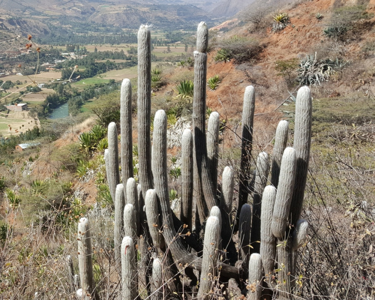 Файл:Espostoa lanata ssp. huanucoensis 5.jpg