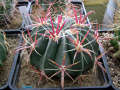 Ferocactus latispinus ssp. latispinus 7.JPG
