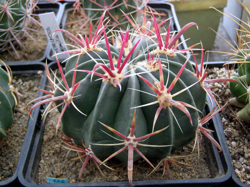 Файл:Ferocactus latispinus ssp. latispinus 7.JPG