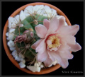 Gymnocalycium kroenleinii 4.jpg