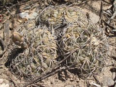 Gymnocalycium spegazzinii ssp. spegazzinii 3h.JPG