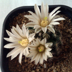 Mammillaria coahuilensis ssp. coahuilensis SB699.jpg