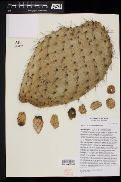 Файл:Opuntia lasiacantha Pfeiff. 1.jpg