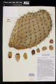 Opuntia lasiacantha Pfeiff. 1.jpg
