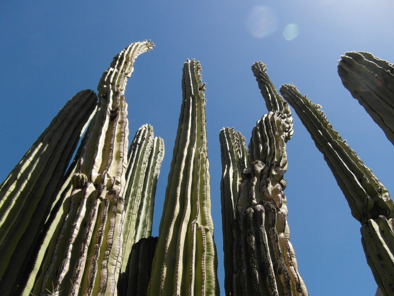 Файл:Pachycereus pringlei 3.JPG