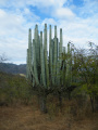 Pachycereus weberi
