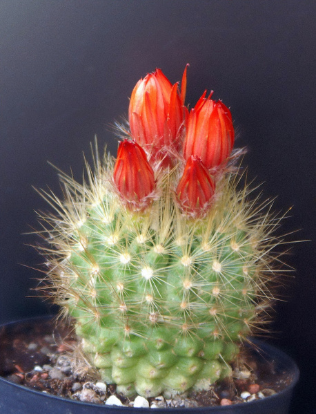 Файл:Parodia penicillata 5.jpg