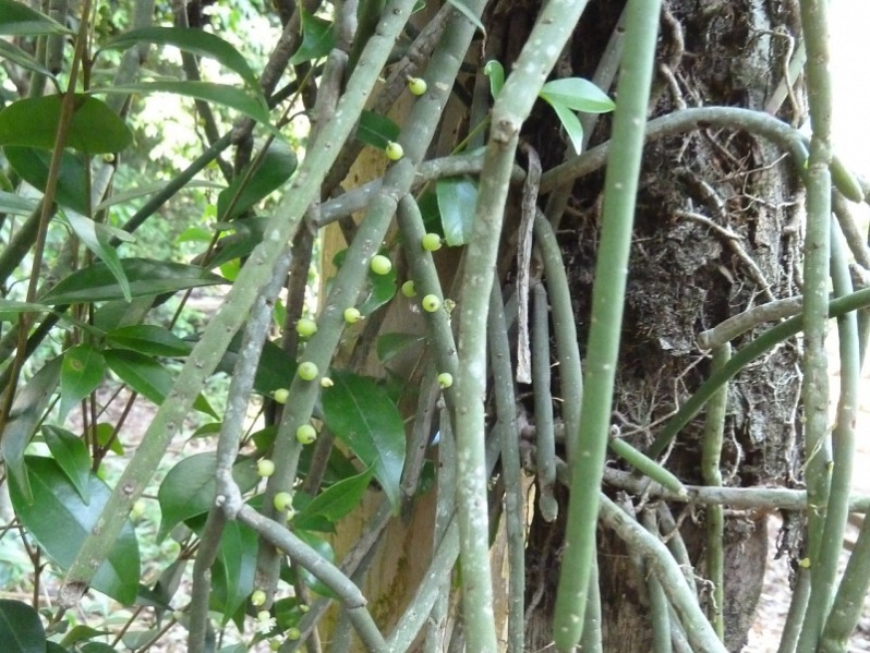 Файл:Rhipsalis baccifera ssp. shaferi 1150094.JPG