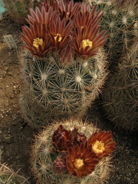 Файл:Sclerocactus unguispinus 7.jpg