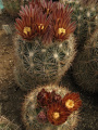 Sclerocactus unguispinus 7.jpg