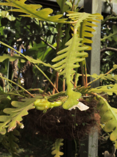 Weberocereus imitans 21.jpg