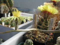 Astrophytum caput-medusae.jpg