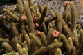 Cleistocactus winteri ssp. winteri