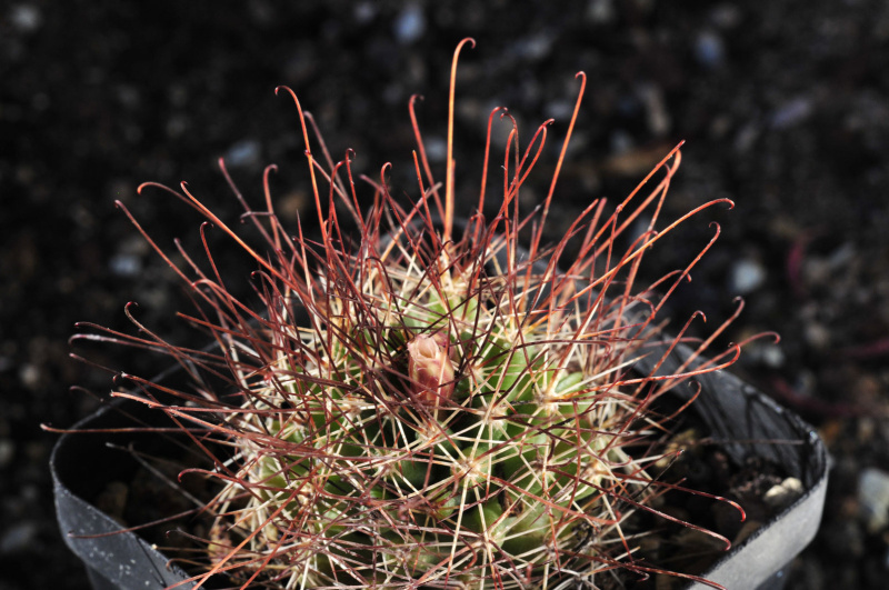 Файл:Cumarinia odorata 2.jpg